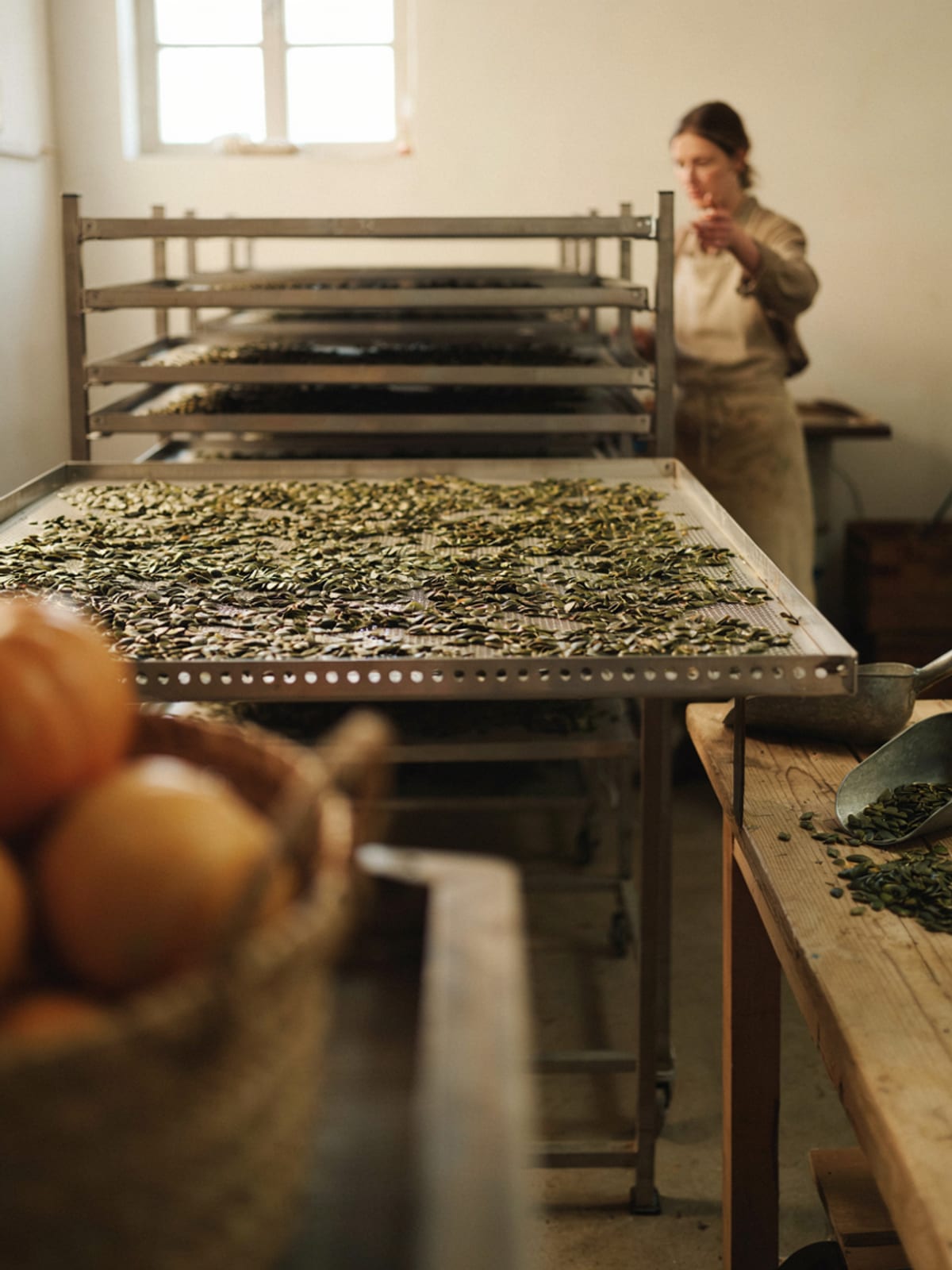 Harvest Season for Oil Pumpkins - gallery 3