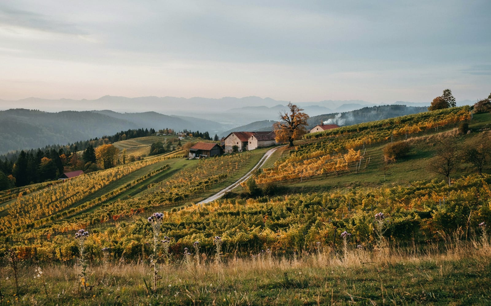 History of Styrian Pumpkin Seed Oil - gallery 1