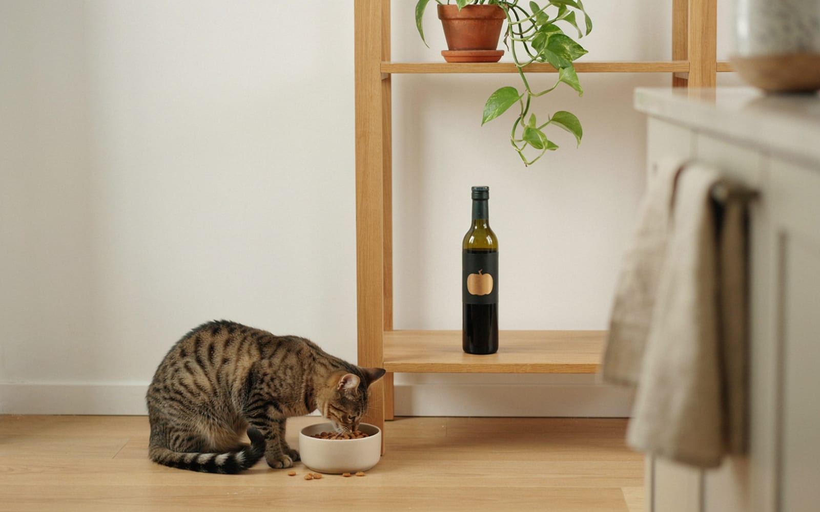 Pumpkin Seed Oil for Cats - gallery 1