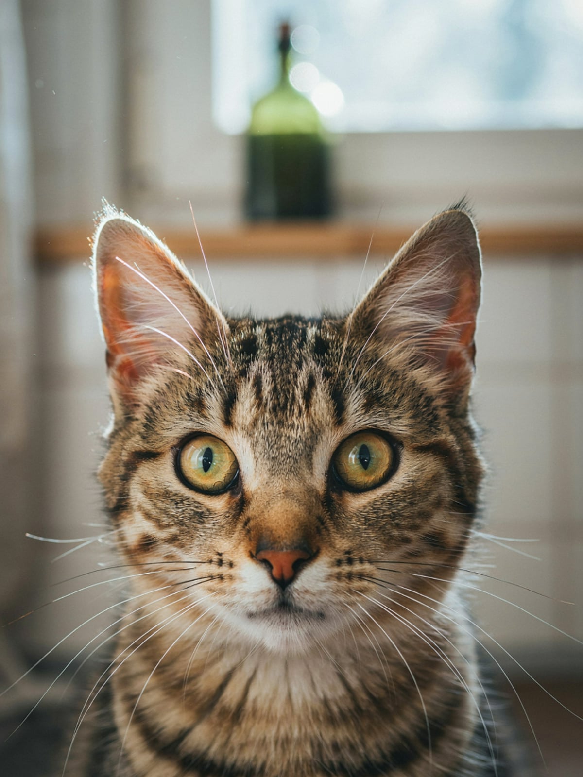 Pumpkin Seed Oil for Cats - gallery 3